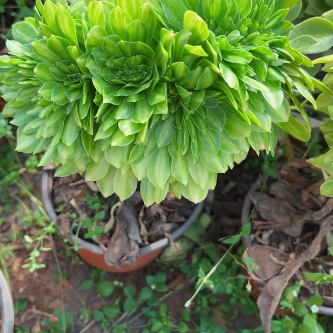 我7197 号多肉法师新年特价