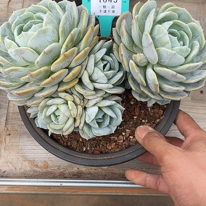 大***狮劳林老桩群生1643号