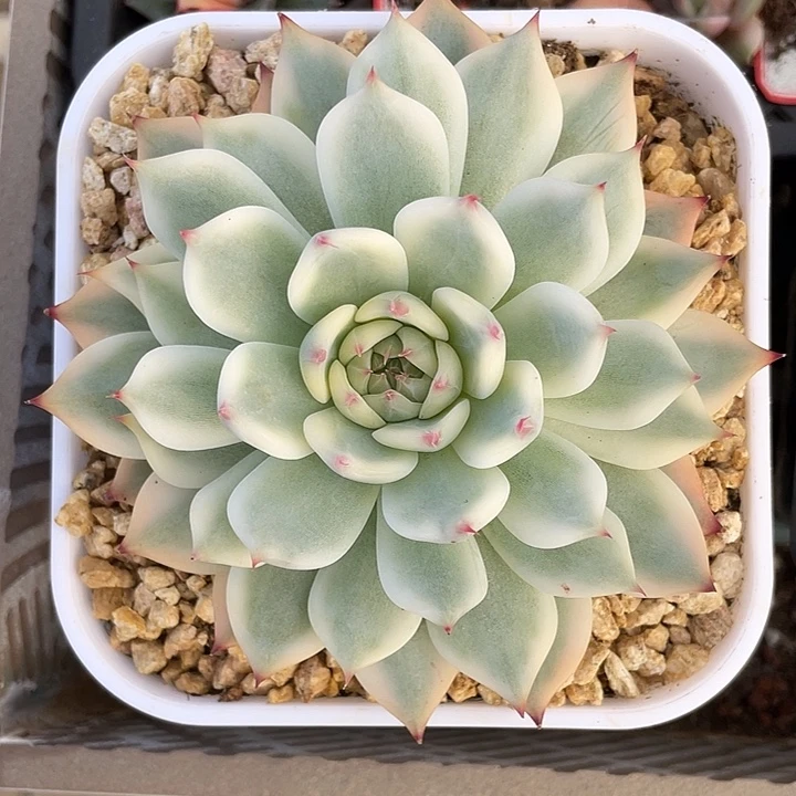 吉娃娃锦一物一拍锦龙