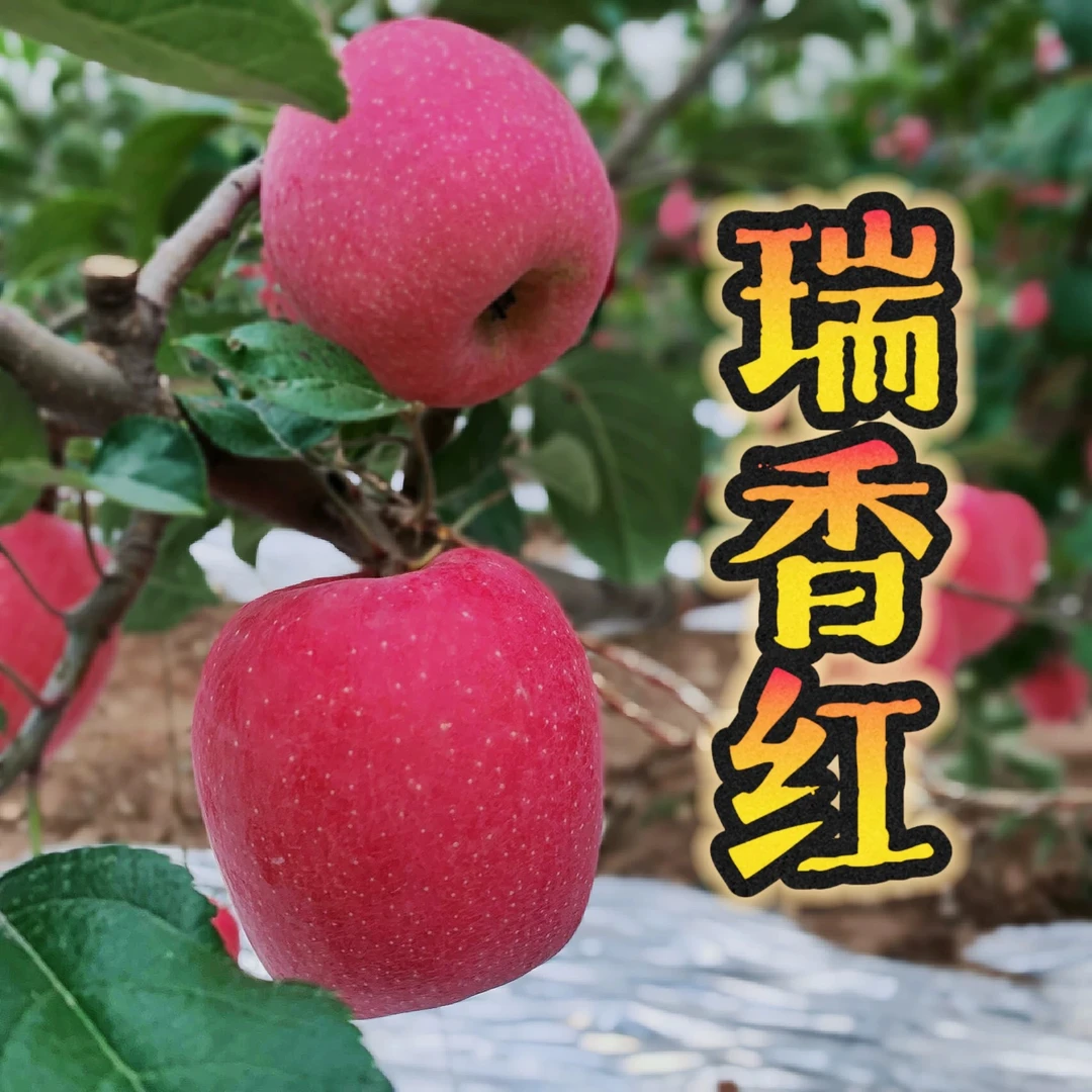 陕西2024瑞香红苹果