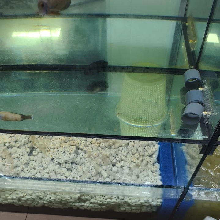 海水鱼295蓝翅黑仙+黄尾蓝魔