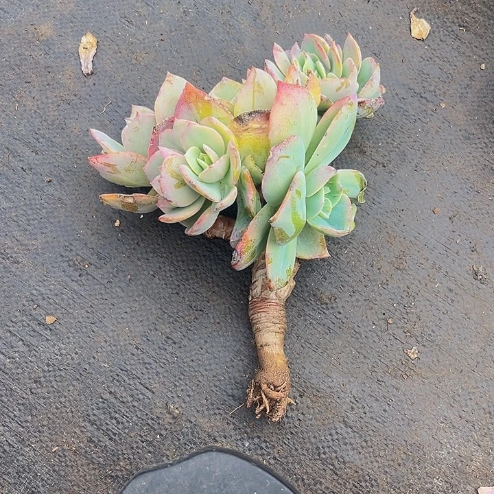 多肉植物白凤朵朵