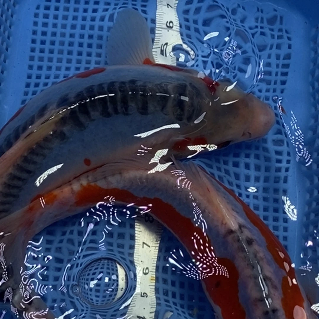 锦鲤冷水锦鲤包邮