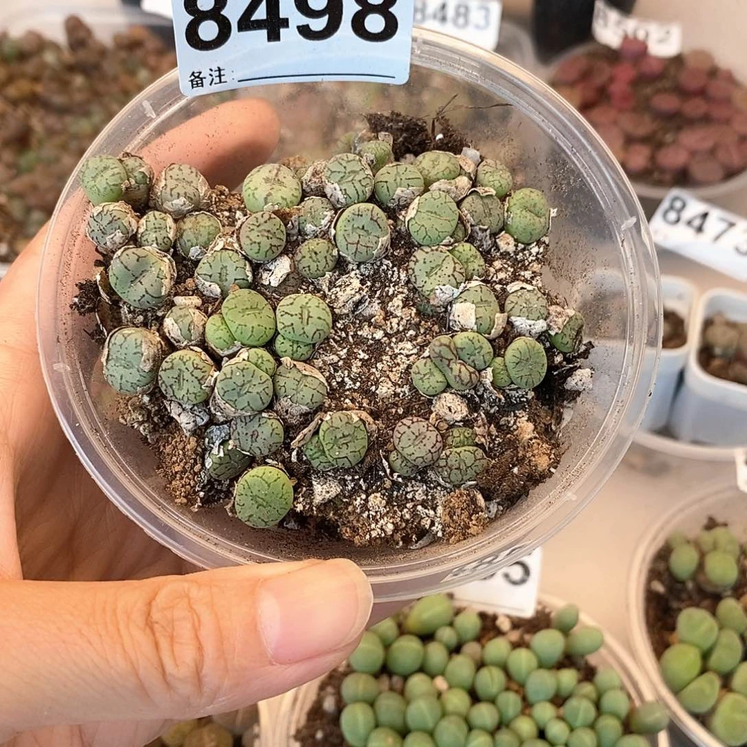 8498青姬快快乐乐是