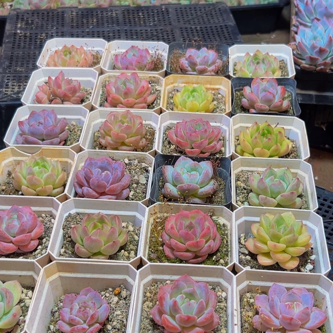 056多肉的小龙虾和一个