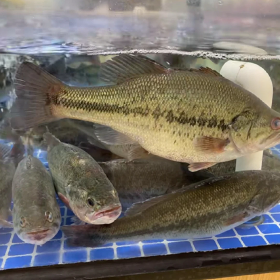 鲈鱼一只（450g-520g）可代处理