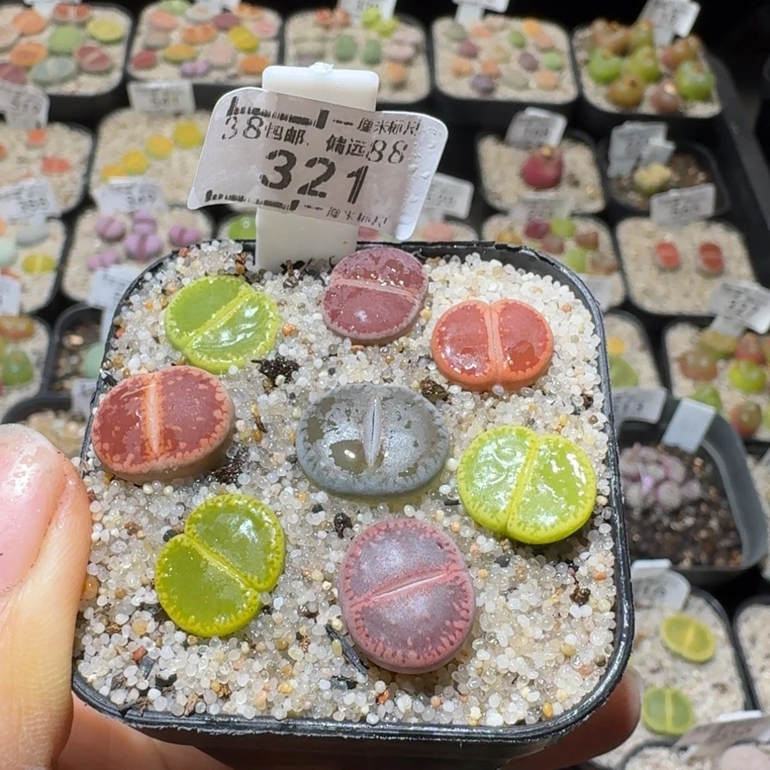 Sss新年福利啦321