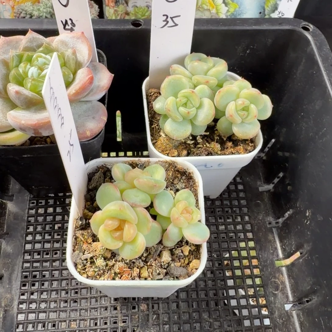 绵***）多多酱两颗一组包邮