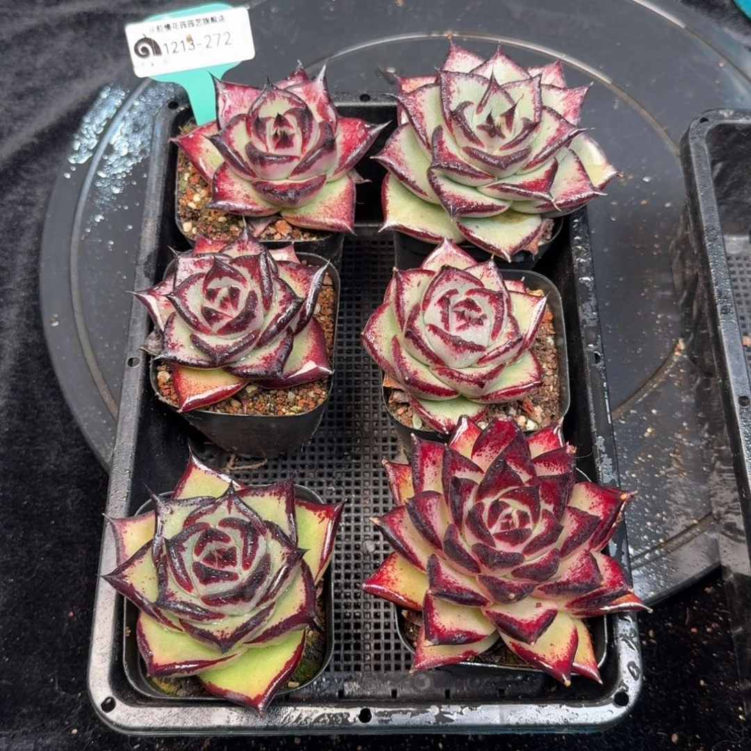 从前慢多肉精选编号1213.272