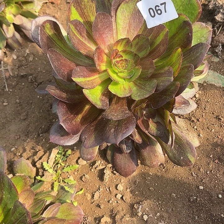 雯*1.18-67花月夜多肉植物4