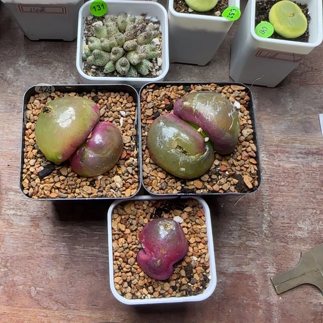 ᥇***ᦔ专拍漂亮多肉植物424