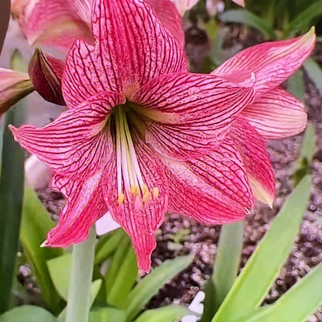 朱顶红草莓生巧4-5cm