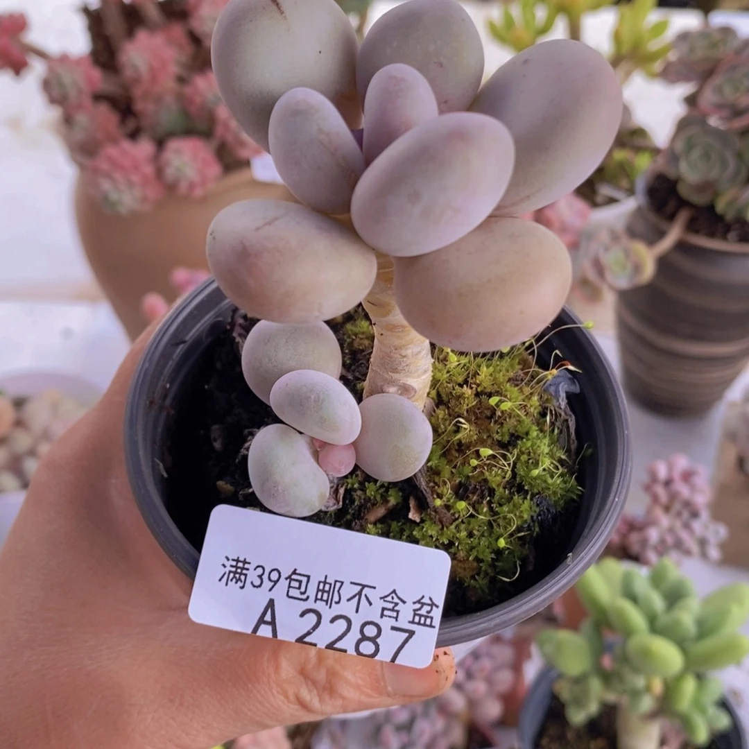 蛋黄奶老桩2287多肉