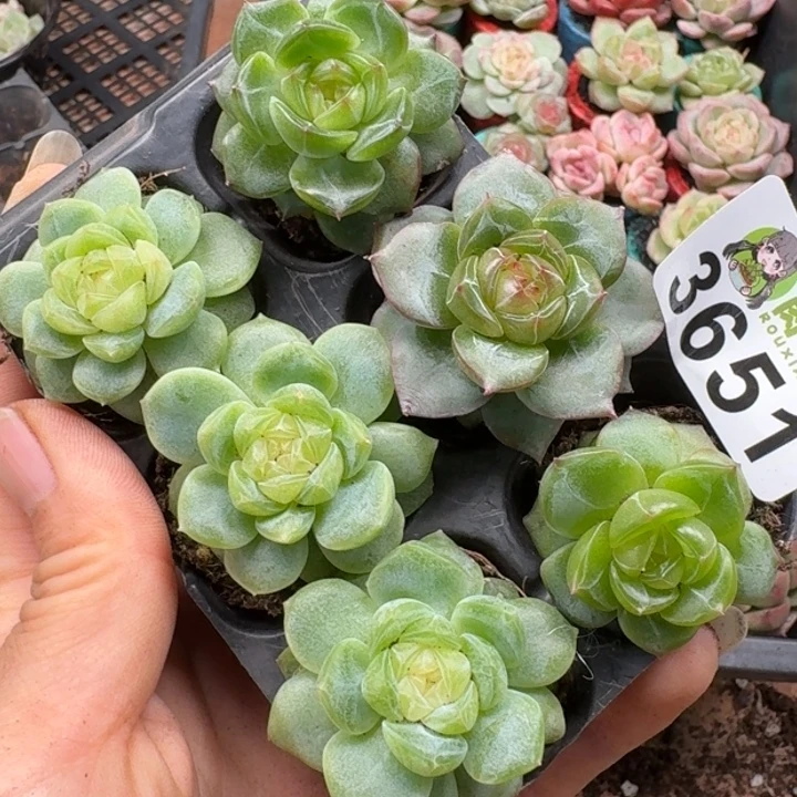 微****多肉植物多肉植物