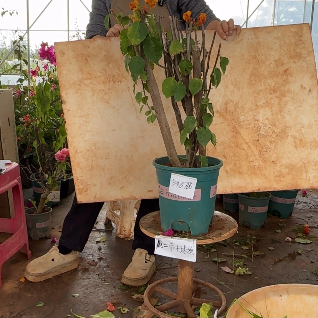 大部分花苞少量开放柠檬黄 546脱