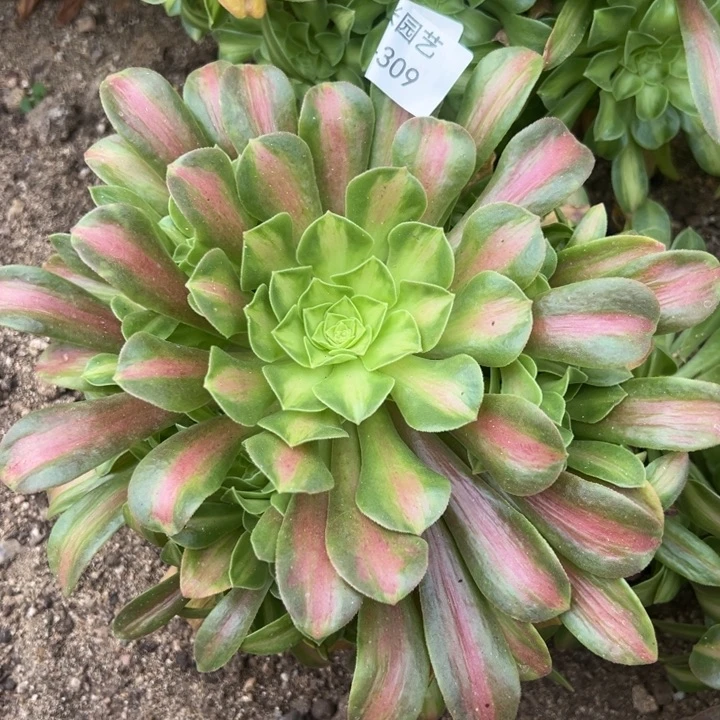 粉中班多肉植物309