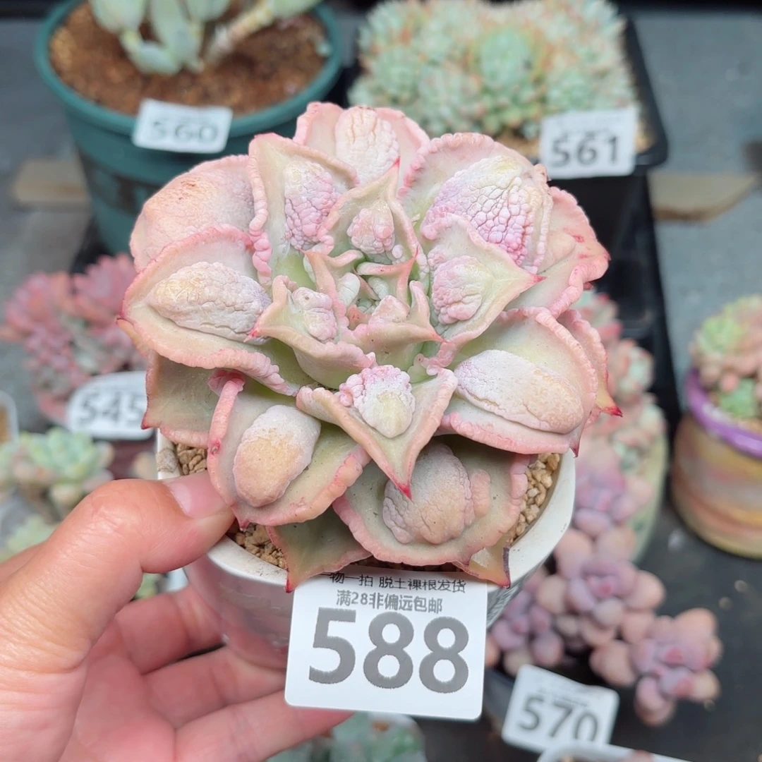 留财饺子皮无盆土发货