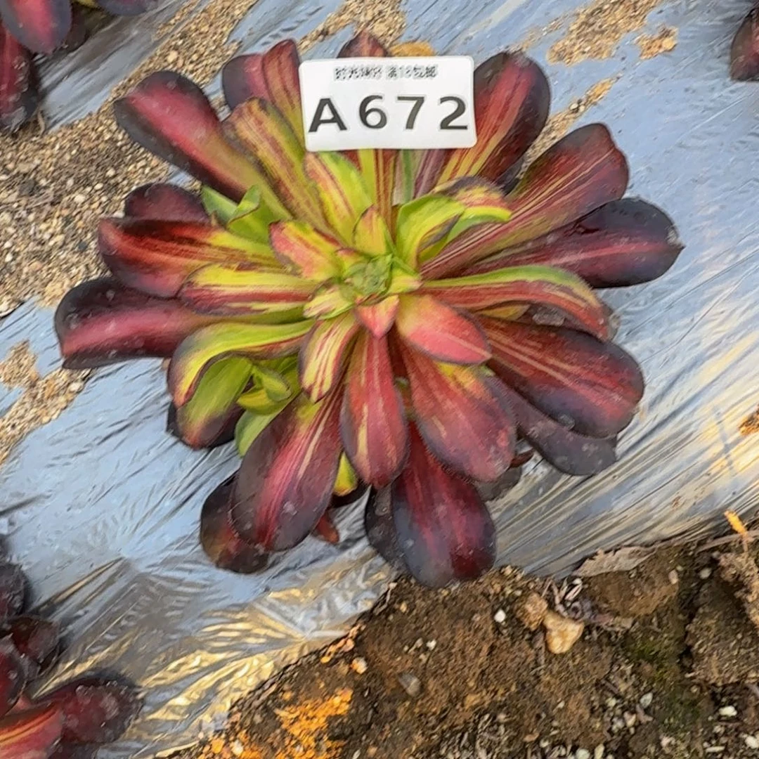 悠***然672满江红。多肉植物