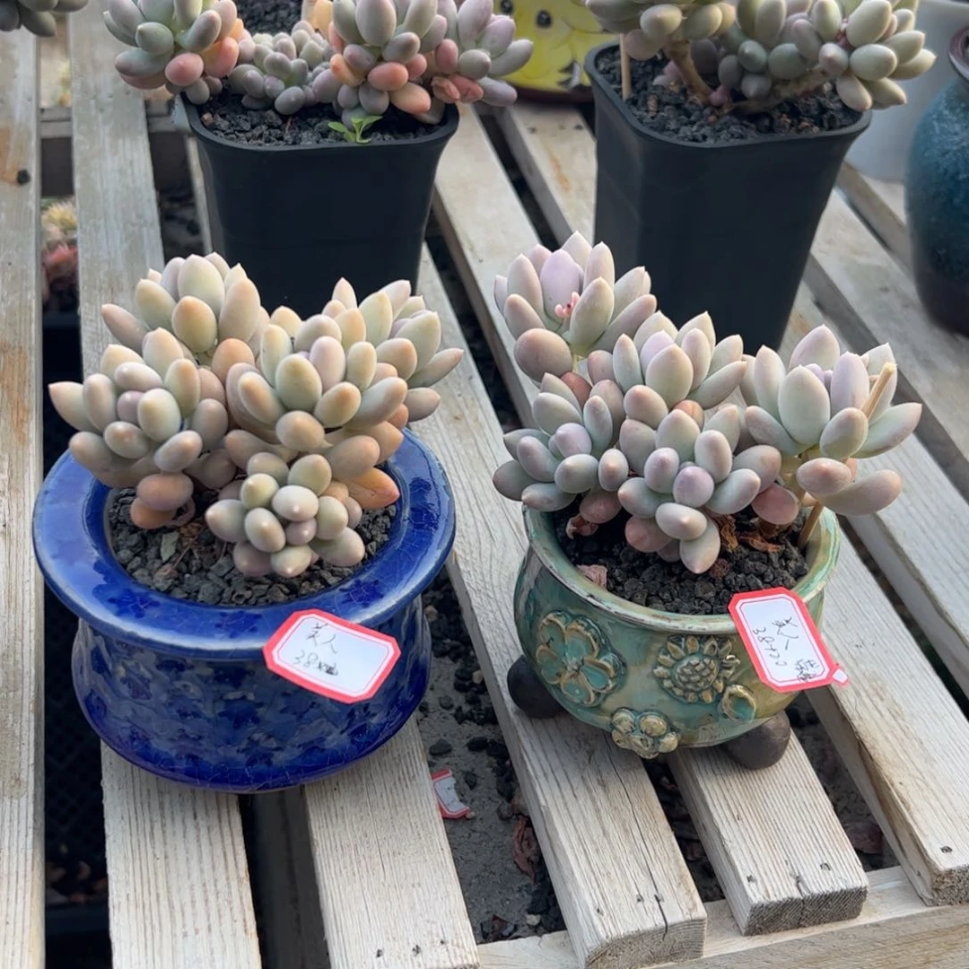 多肉植物多肉植物