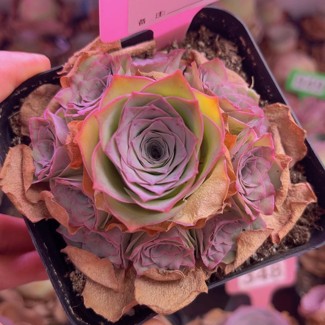 紫芙脱土裸根发货371
