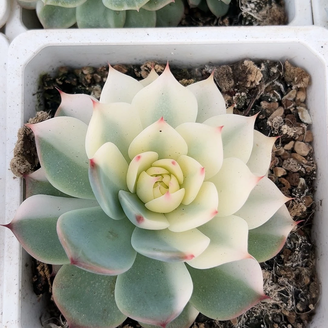 吉娃娃锦，多肉植物