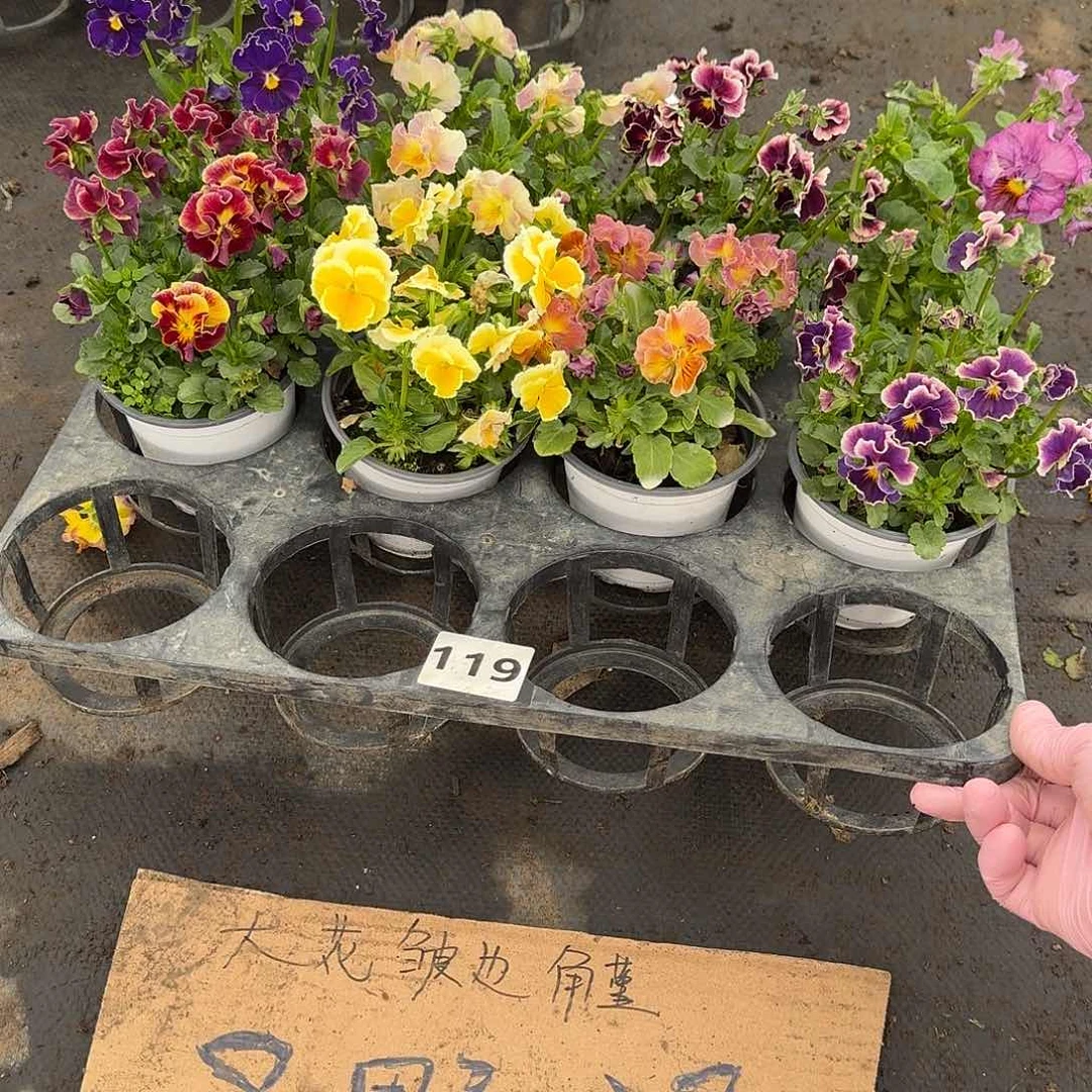119号大花角堇清棚福利无售后