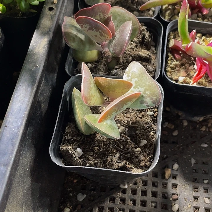 爱心水泡带盆土发