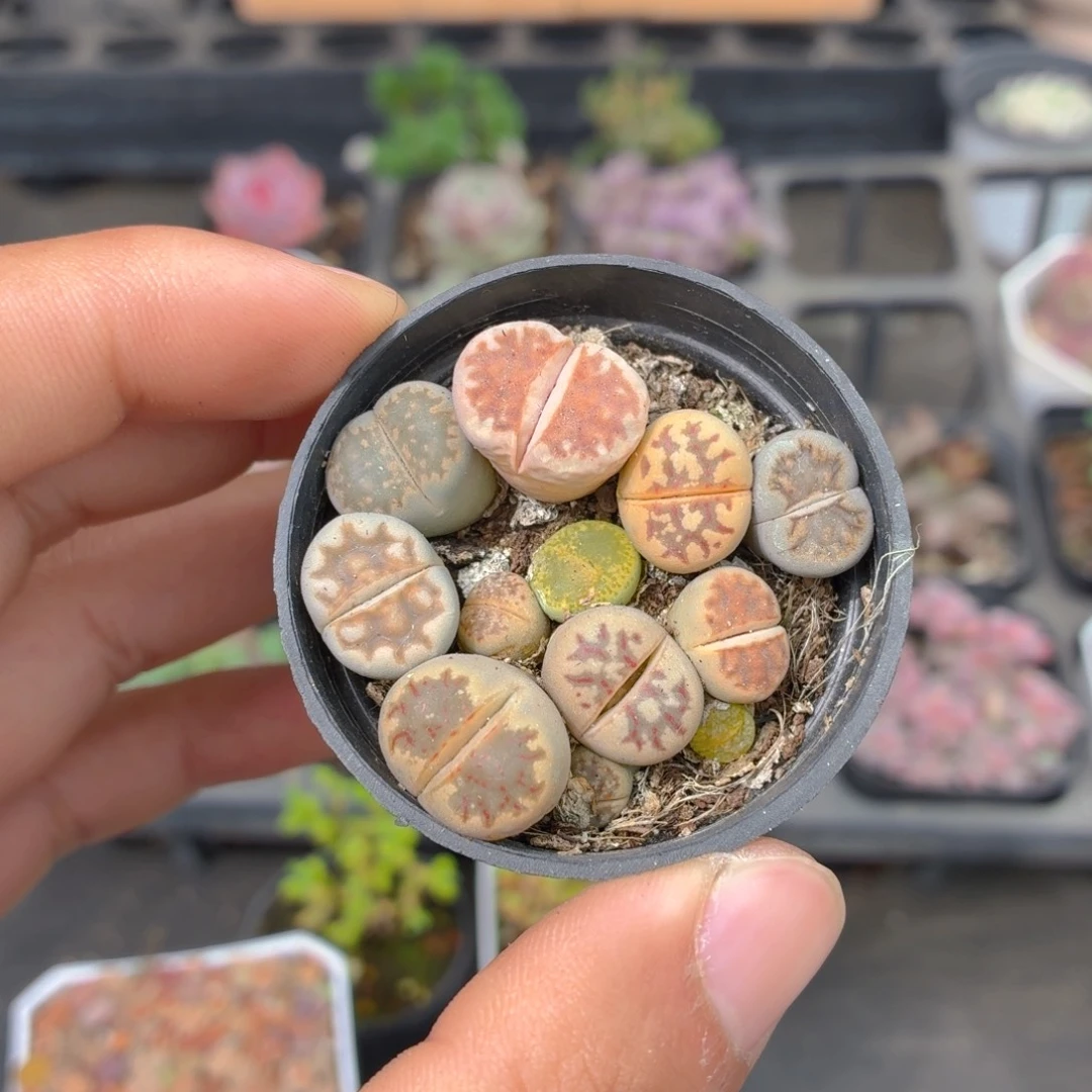 生石花多肉9.9包邮发货