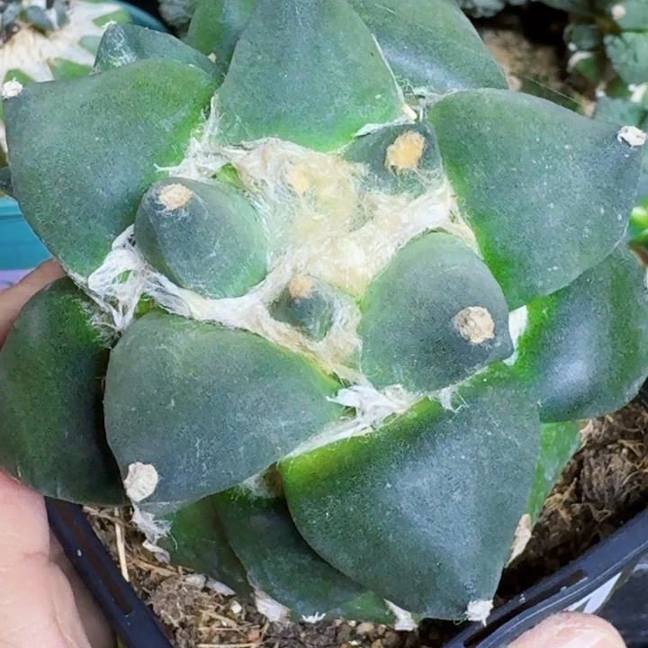 无花朵苗接达摩151