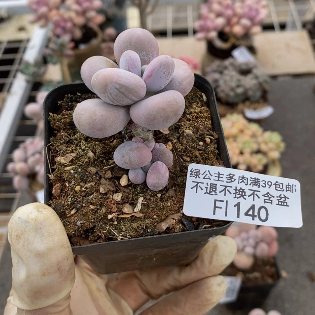 孙****面芭比奶酪140/4c m