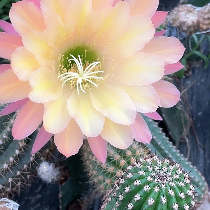 毛花柱 法三 无根侧4厘米左右