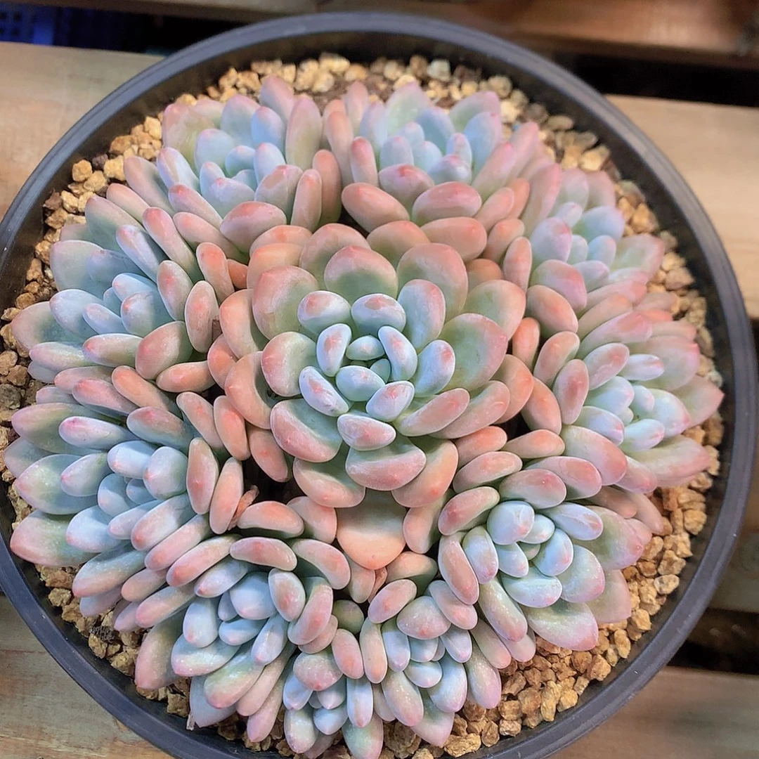 香水捧花多肉一物一拍