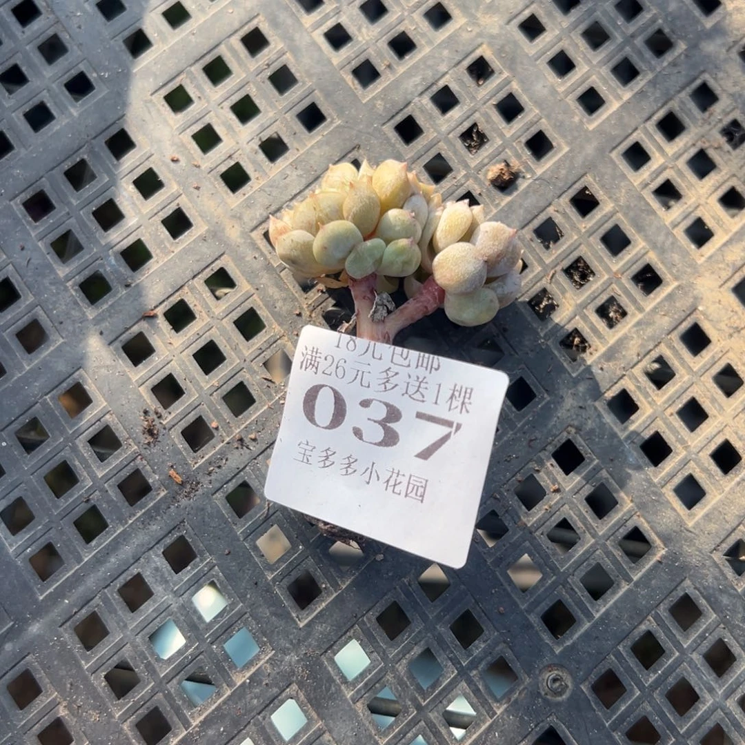 037号小老庄多肉一物一拍
