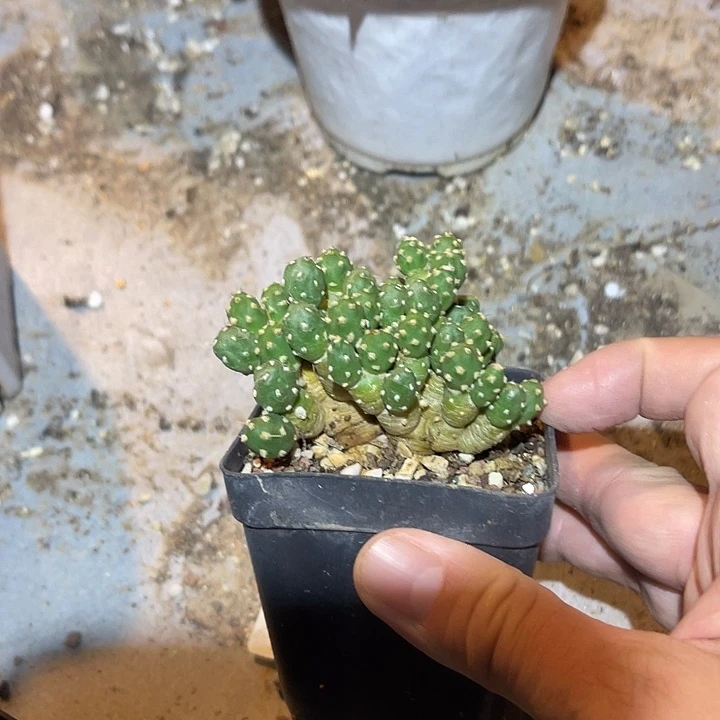 无花朵罗西安娜一物一拍