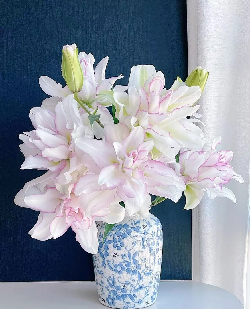 【冰美人】重瓣香水百合顺丰包邮到家