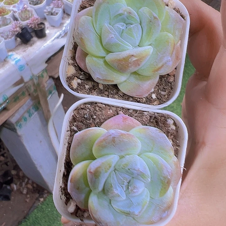 紫心冰玉2盆19包邮