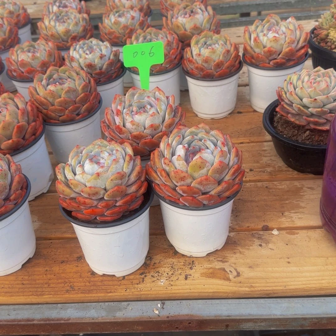 组合套餐编号零六号