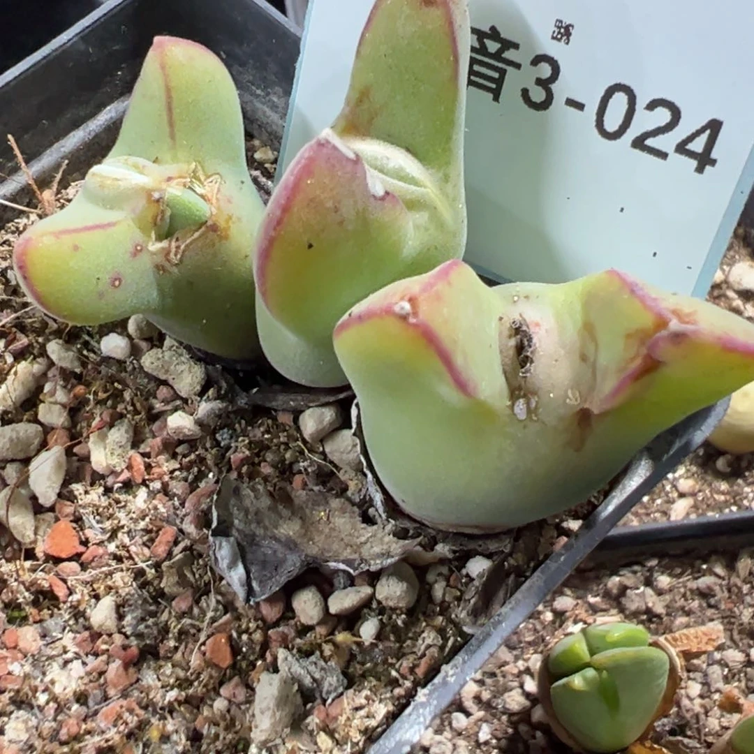 3-24毛将多肉植物，现在