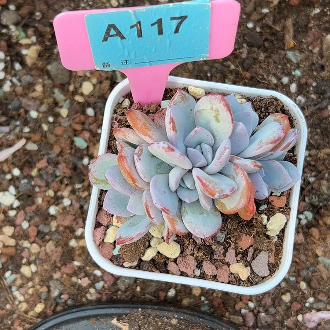 糖***尔多肉植物一物一拍