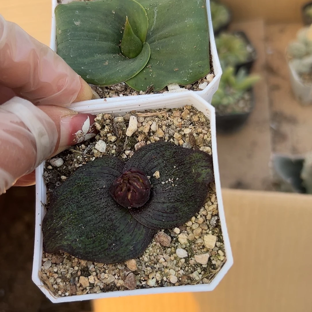 多肉植物艳镜紫镜