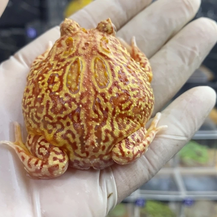 A***n角蛙575号南瓜角蛙5.5厘米