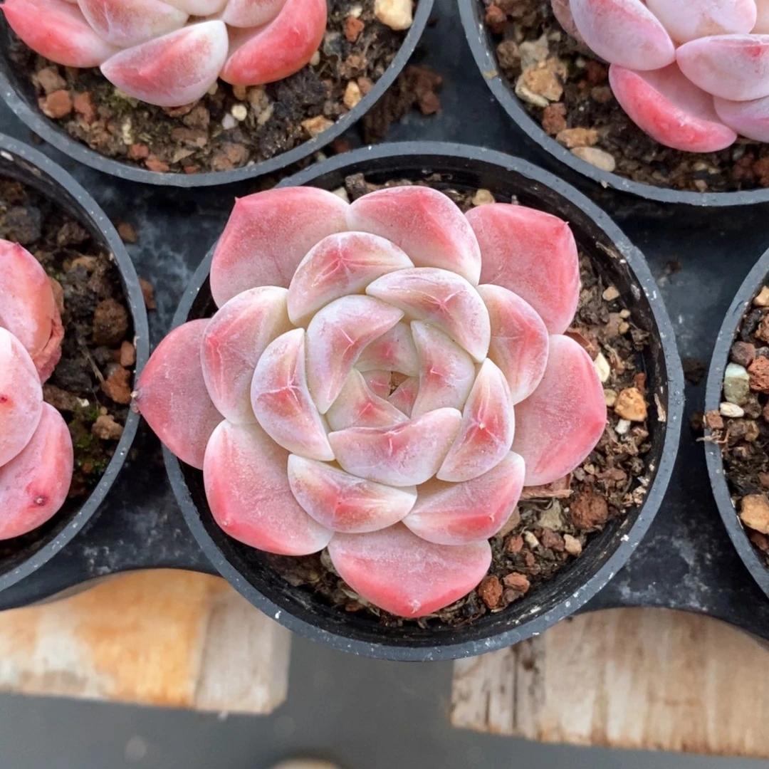 精品多肉一物一拍不包整343