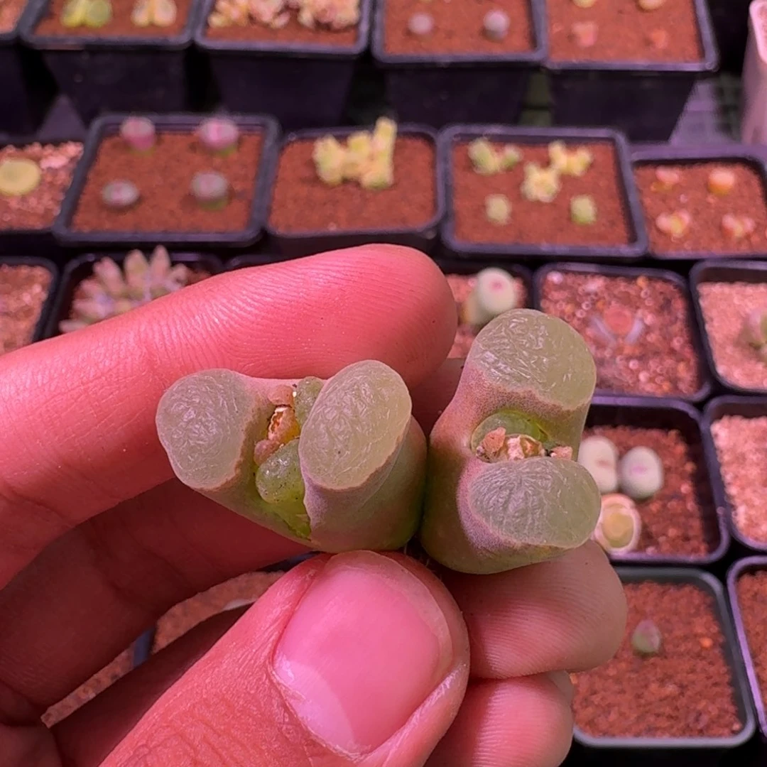 W****?云缦精品番杏15.42