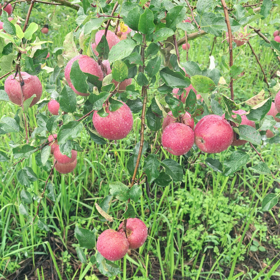 贵州威宁高山高原苹果脆甜多汁