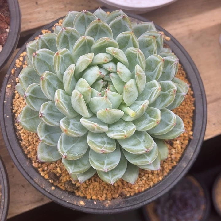 雪花珍妮 夏鸣园艺