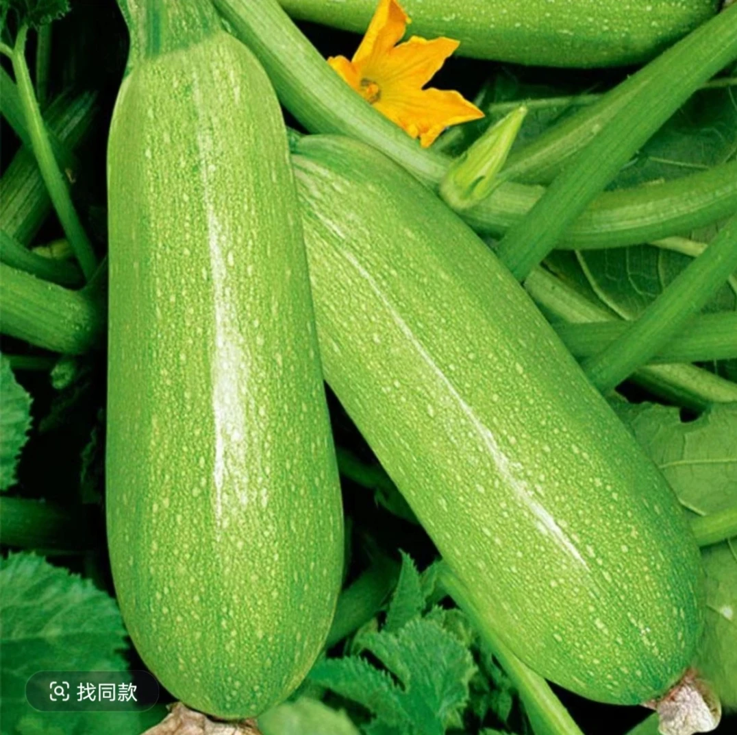 河南农家种植西葫芦，小嫩瓜3斤5斤装包邮