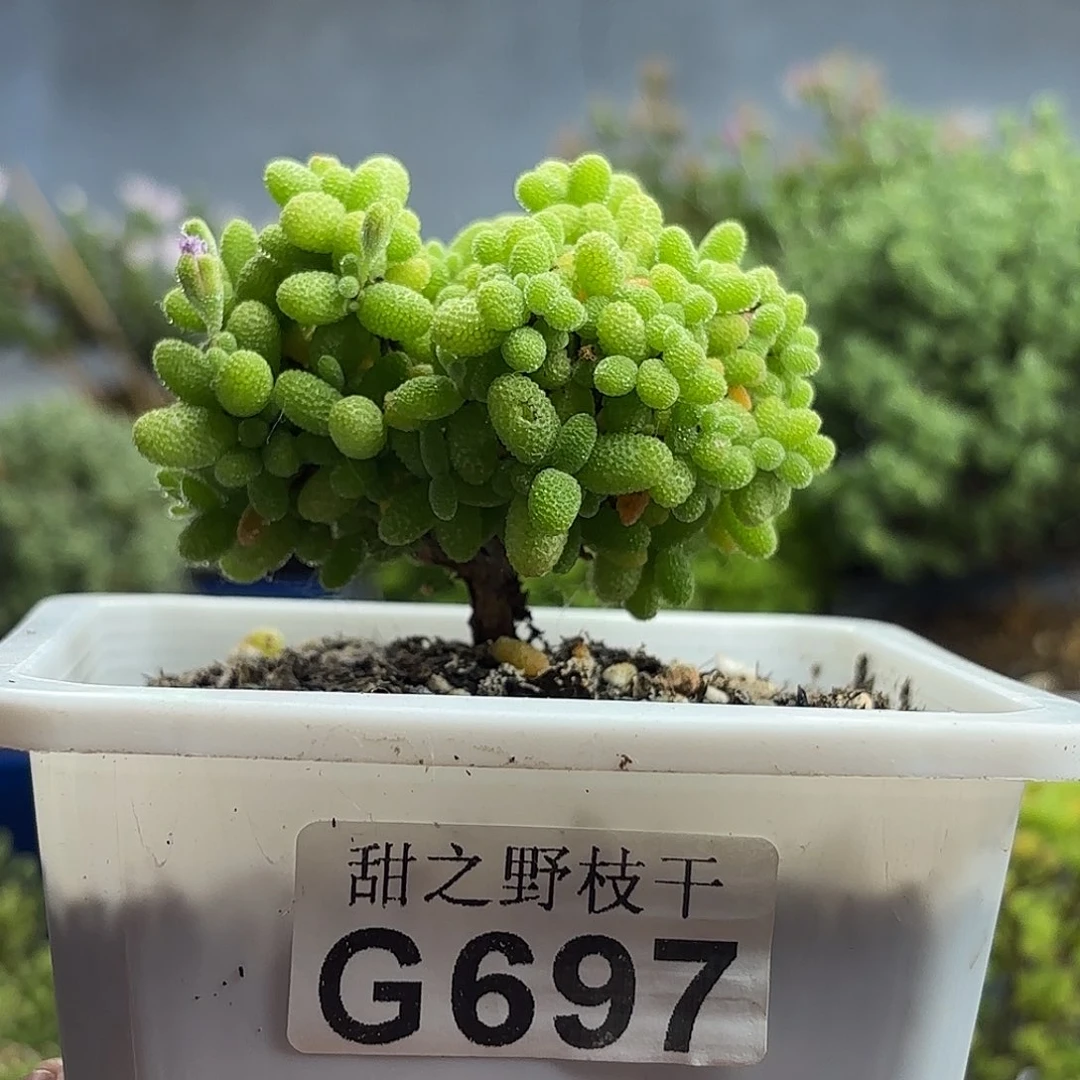 697金橘糖球枝干