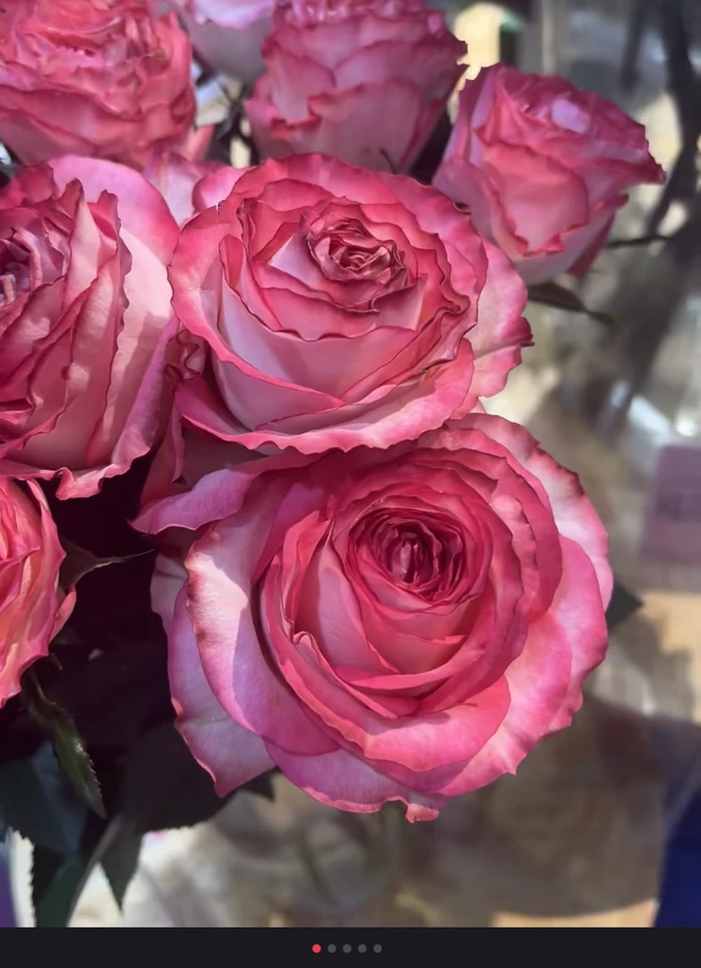 新品根接切花 冰红丝绒 多季开花