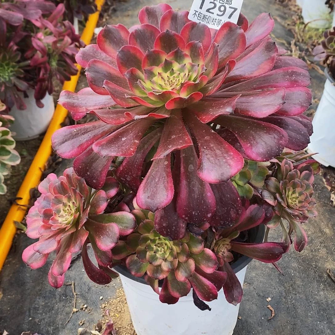 1297月婵多肉法师锦