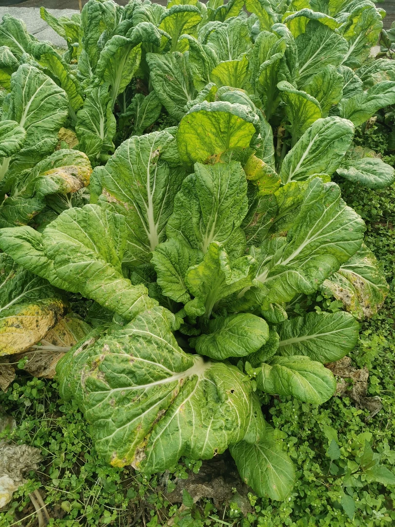 农家自然生长青菜